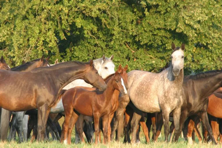 Bild: Seasonal Effects: „Winter foals “ are smaller than foals born in summer