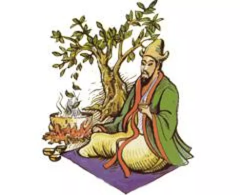 Bild: Jiaogulan: Effizienter als Ginseng