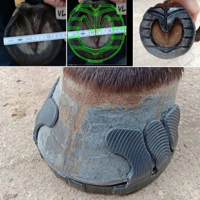 VMS Kunststoffbekleb - Hufschutz des 21. Jahrhunderts Bild: VMS Kunststoffbekleb - Hufschutz des 21. Jahrhunderts