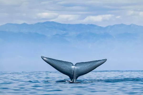 Bild: Meer Arten? Genetische Unterschiede bei Blauwal-Populationen entdeckt