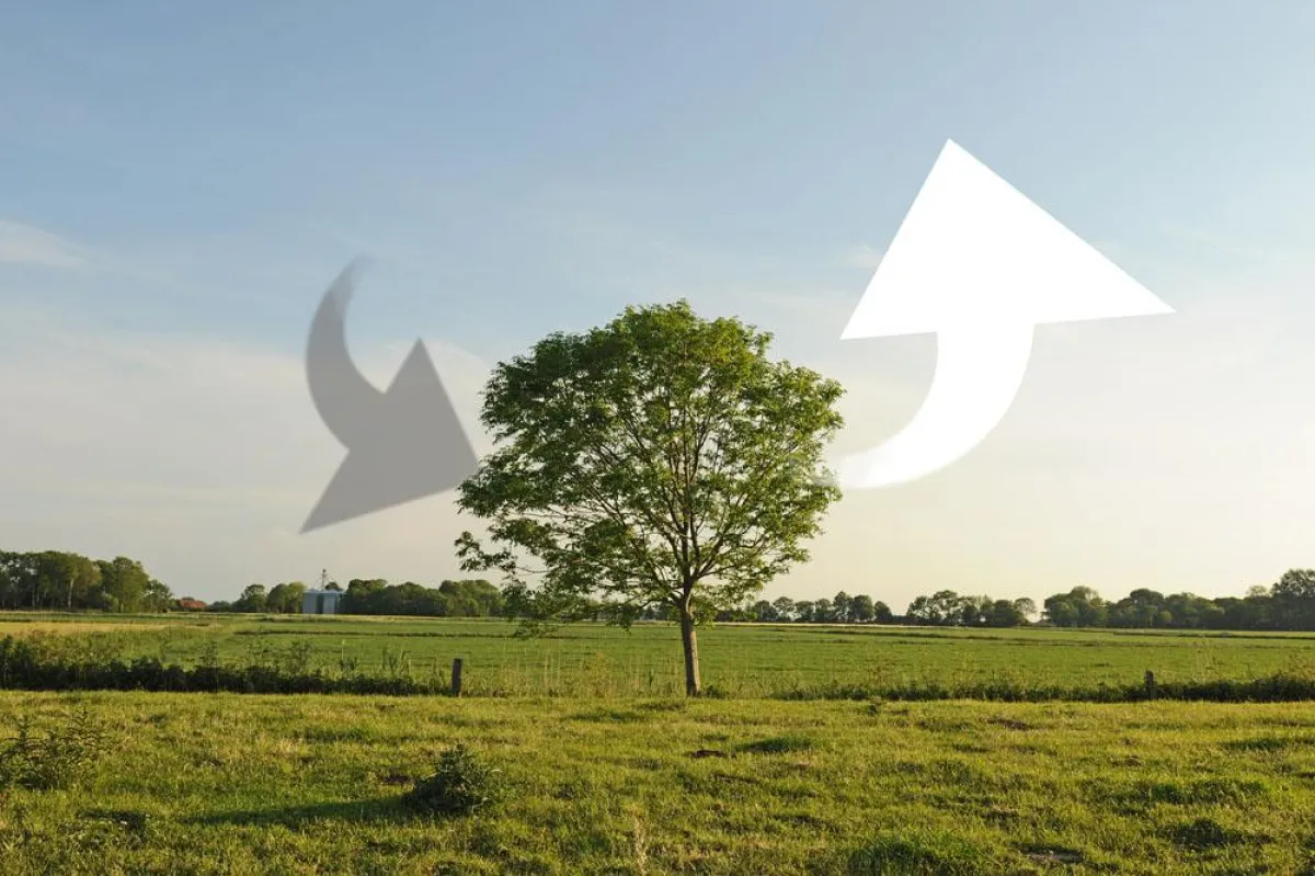 Emissionen durch Aufforstung mit compense ausgleichen