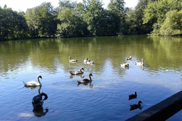 Naherholungsgebiet Fischteiche Paderborn - Bootsverleih - Kletterpark - Abenteuerspielplatz - Cafe Fischteiche Bild: Naherholungsgebiet Fischteiche Paderborn - Bootsverleih - Kletterpark - Abenteuerspielplatz - Cafe Fischteiche