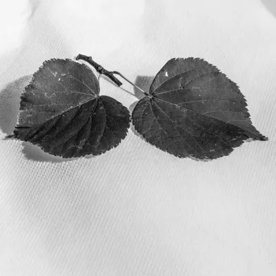 Bild: Schönste Liebeserklärung: "Warum die Linde herzförmige Blätter hat"