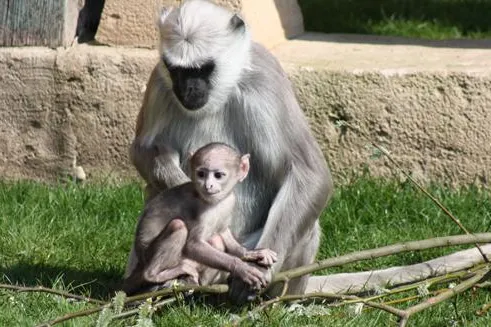 Nachwuchs bei den Hulman-Languren im Erlebnis-Zoo Hannover Bild: Nachwuchs bei den Hulman-Languren im Erlebnis-Zoo Hannover