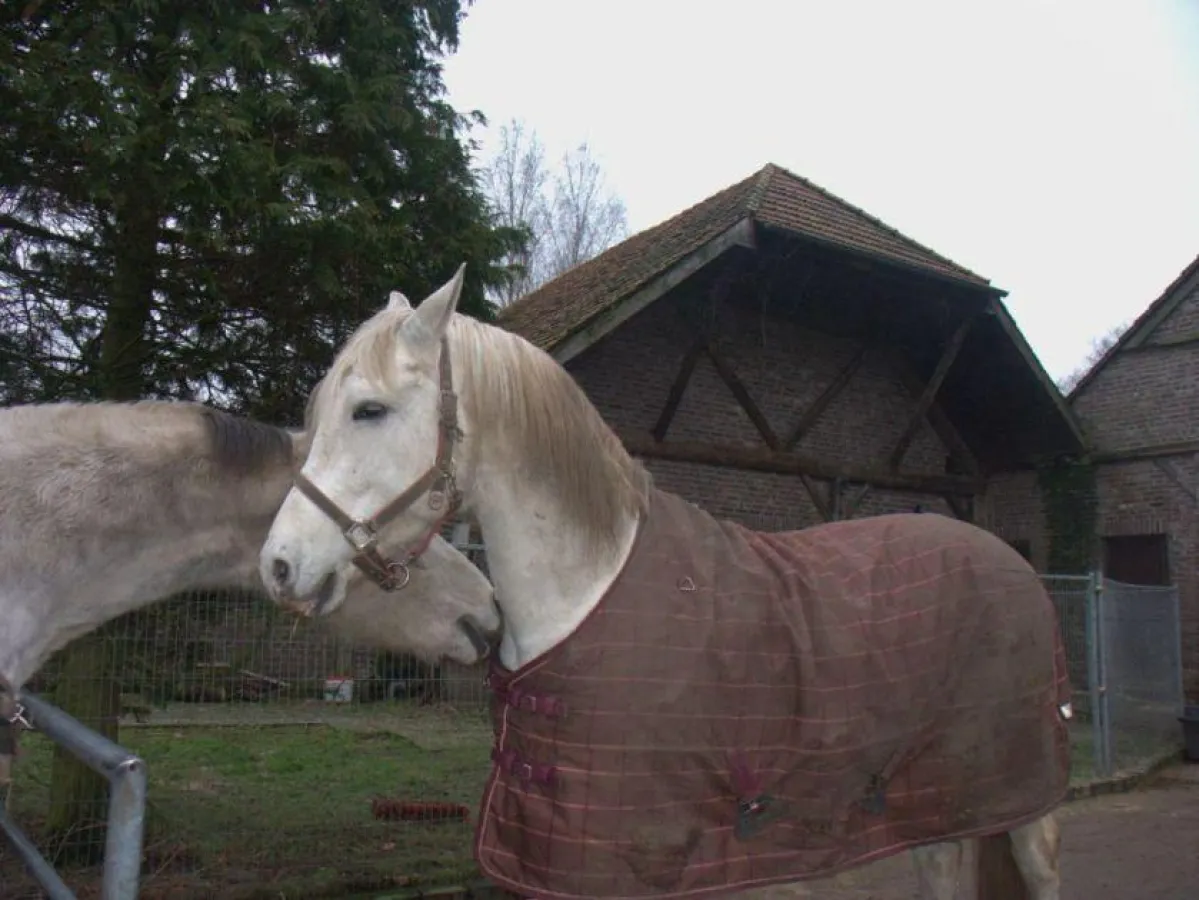 Heu für Pferde wird zum Luxusartikel
