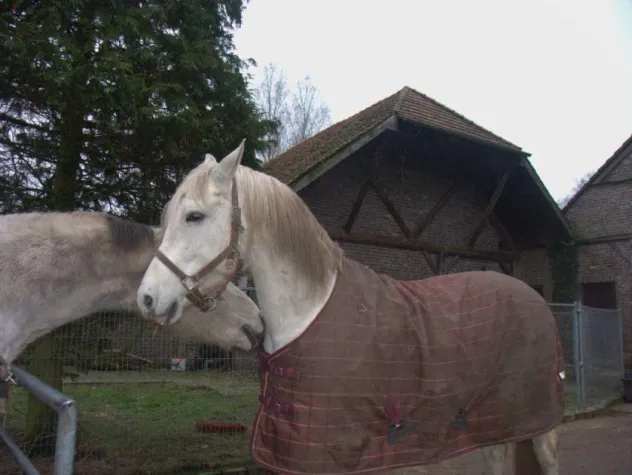 Bild: Immer mehr Pferde landen wegen Futternot im Tierheim