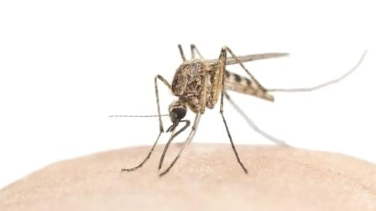 Der Sommer lockt leider so manchen Blutsauger an