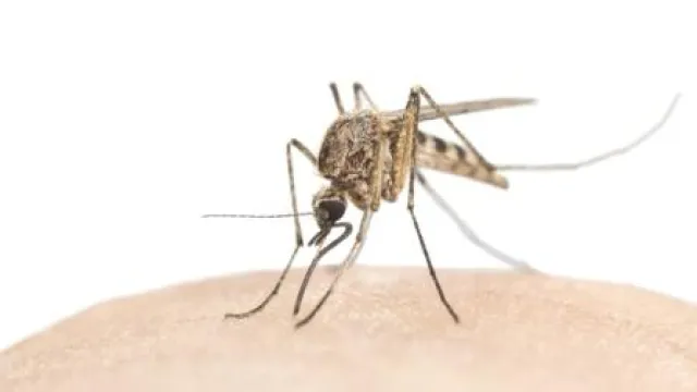 Bild: Insektenstiche – worauf man achten sollte!