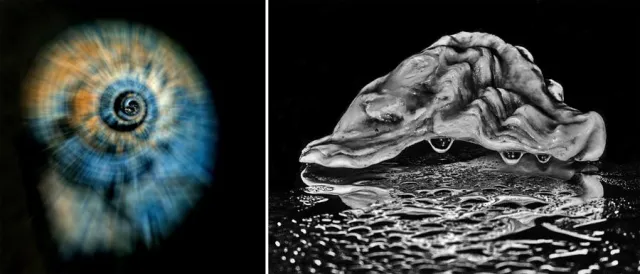 Bild: Fotoworkshop „Muscheln und Meeresschnecken“ mit der Fotoschule des Sehens