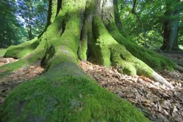 Bild: Green-Economy.de unterstützt den Naturefund-Waldfonds