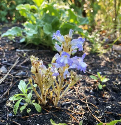 Bild: Studie: Selbstaktivierung gehört zur Erfolgsstrategie parasitischer Unkräuter