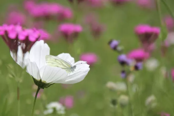 Bild: Fotoausstellung »Bunte Wiesenfreuden« von Valerie Forster