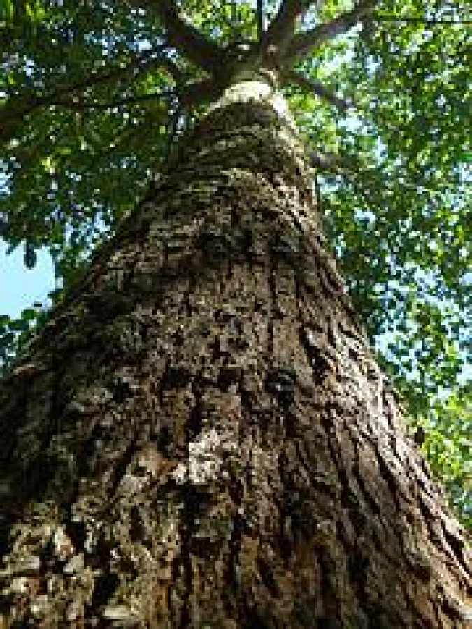 Bäume pflanzen zum Umwelt- und Klimaschutz !