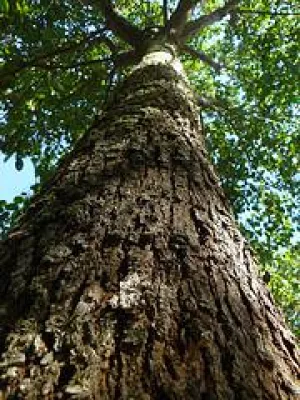 Bild: Bäume pflanzen am Tag des Baumes: Umwelt- und Klimaschutz durch Aufforstung