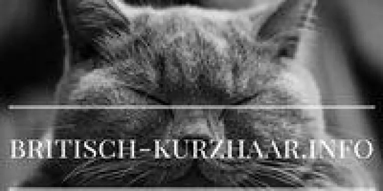 Britisch Kurzhaar - alle Infos über Zucht, Pflege und Fütterung Bild: Britisch Kurzhaar - alle Infos über Zucht, Pflege und Fütterung