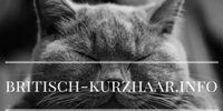 Bild: Britisch Kurzhaar - alle Infos über Zucht, Pflege und Fütterung
