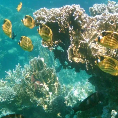 Bild: WAVECASE – Unterwasserfotografie jetzt auch für Digitalkameras und MDAs/PDAs