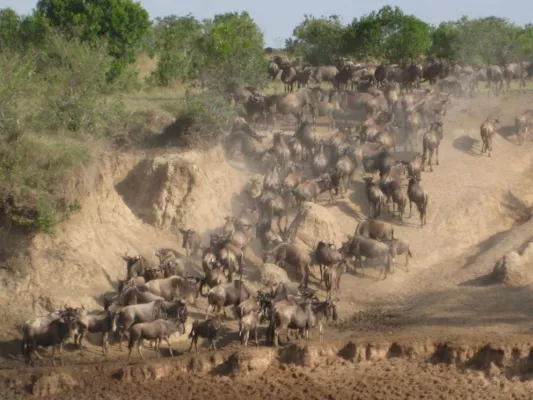 Bild: KeniaSpezialist bietet Sonderreise zur großen Tierwanderung in Ostafrika an