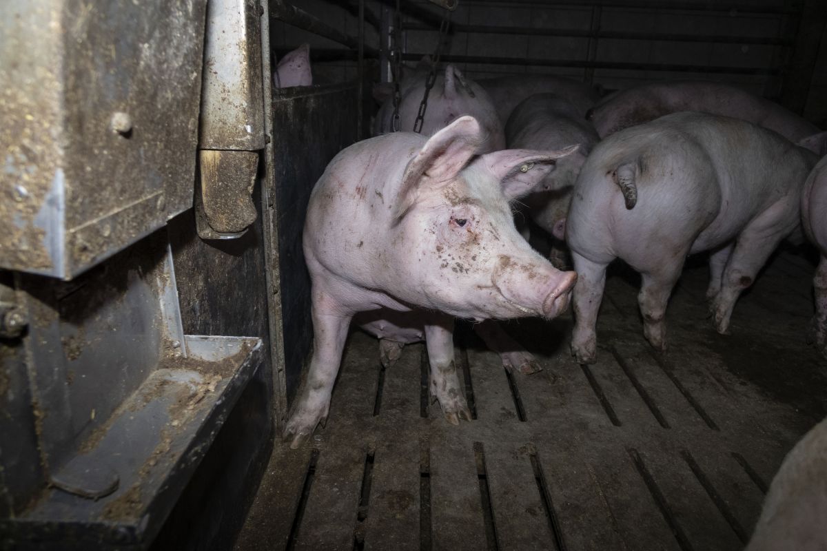 Nach Aufdeckung Von Tierquälerei Amtsgericht Hameln Verurteilt Skrupellosen Schweinemäster Zu 0207