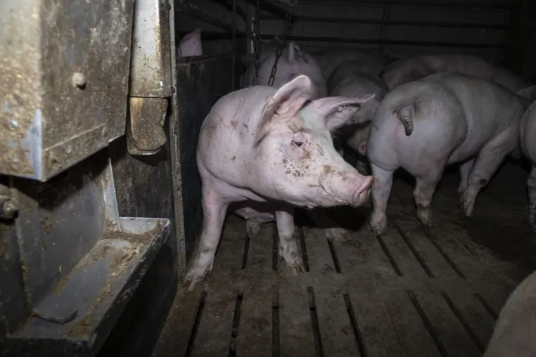 Bild: Nach Aufdeckung von Tierquälerei: Amtsgericht Hameln verurteilt skrupellosen Schweinemäster zu hoher Geldstraf
