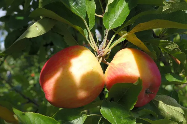 Bild: Die Themen-Show im März fragt: "Trotz Terroristenschutz mehr Freiheit?" Apples Dilemma