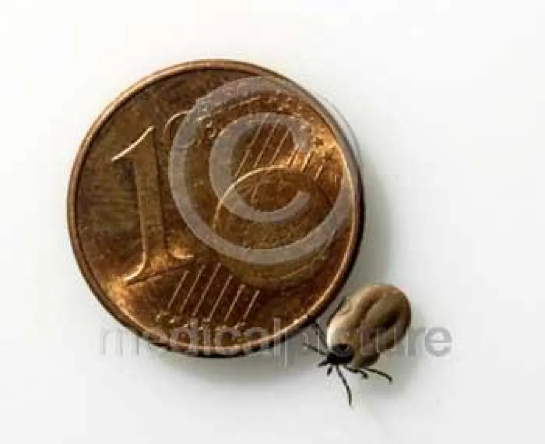 Zecke im Größenvergleich, ©medicalpicture.de