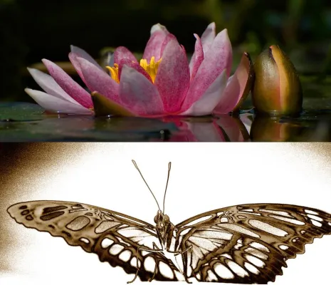 Bild: Pflanzen-und Schmetterlingsfotografie mit der Fotoschule des Sehens im Bremer Botanika und im Rhododendronpark