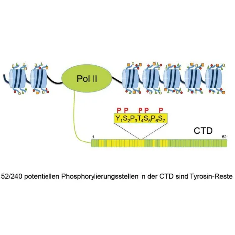 Bild: Wie ein Enzym die Abschrift unserer Gene reguliert