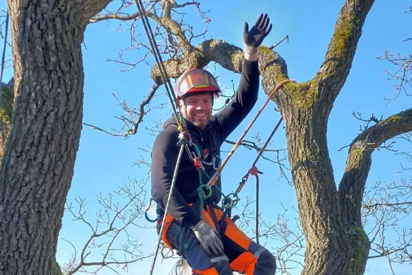 Bild: Fachlich fundierter Baumschnitt in Berlin durch die Baumpflege Kasper