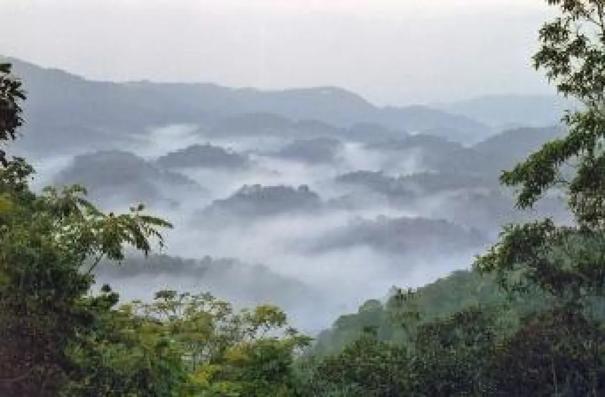 Nyungwe Bergregenwald