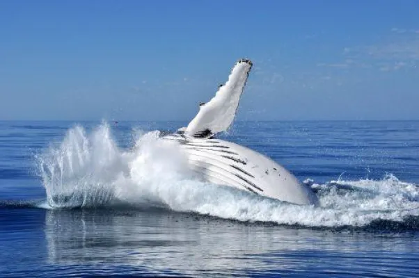 Bild: Mit Buckelwalen am Ningaloo Reef in Westaustralien schwimmen