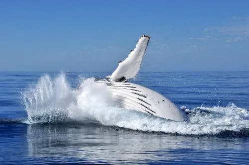 Bild: Mit Buckelwalen am Ningaloo Reef in Westaustralien schwimmen
