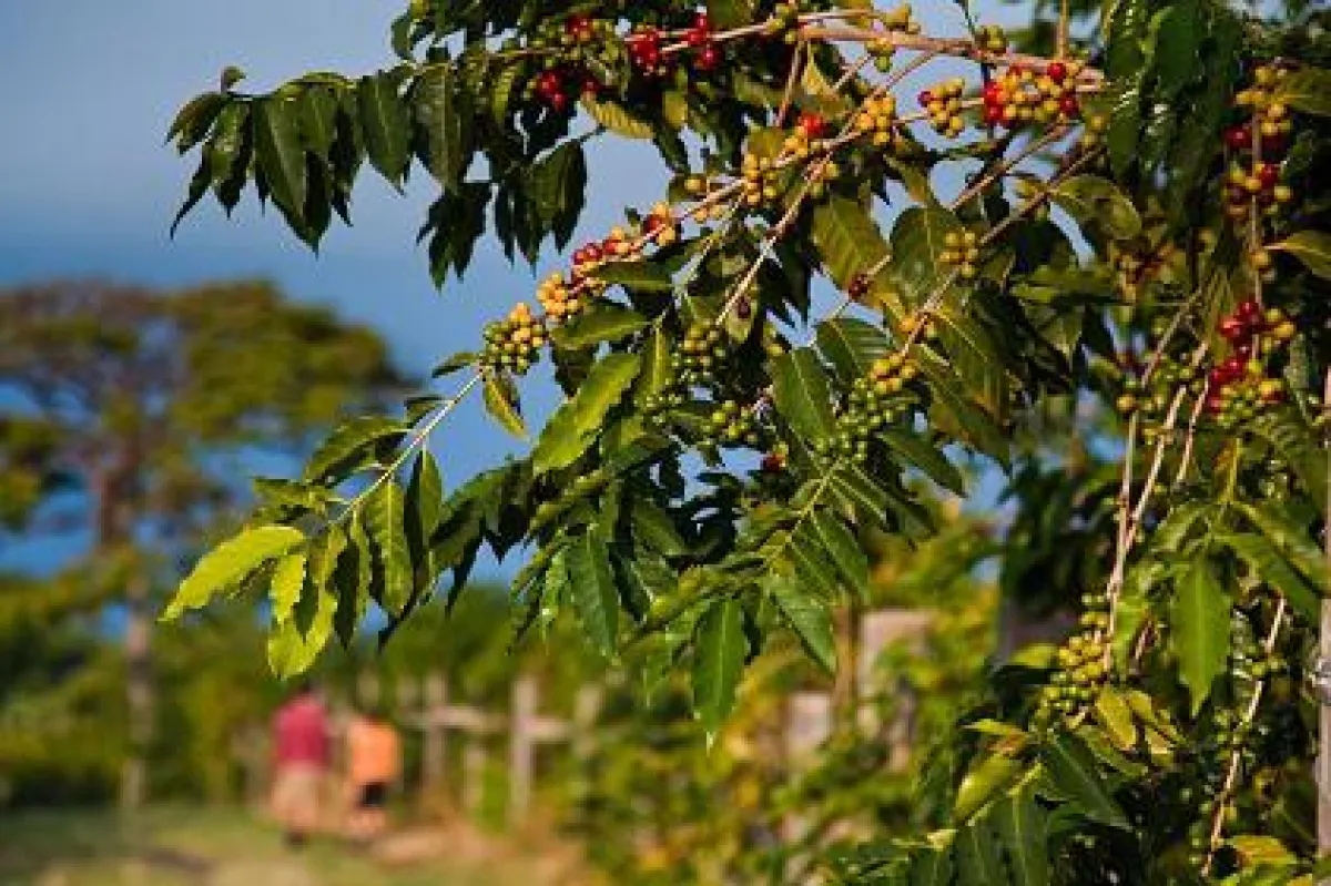 Kaffeefarm (c) Hawaii Tourism Authority /Tor Johnson