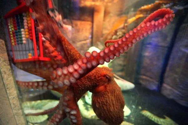 Bild: Einzigartig in einem deutschen Großaquarium: Sea Life Königswinter zeigt Pazifischen Riesenkraken