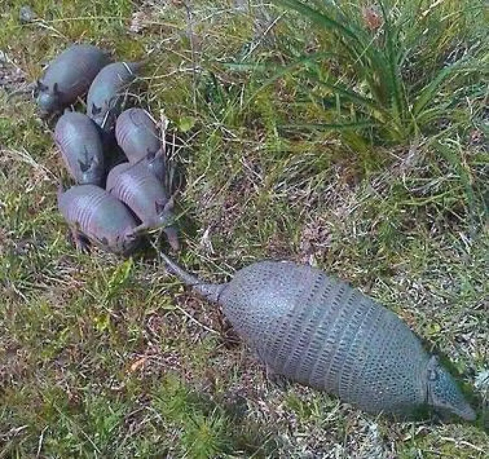 Gürteltier-Familie aus der Untersuchungsfläche