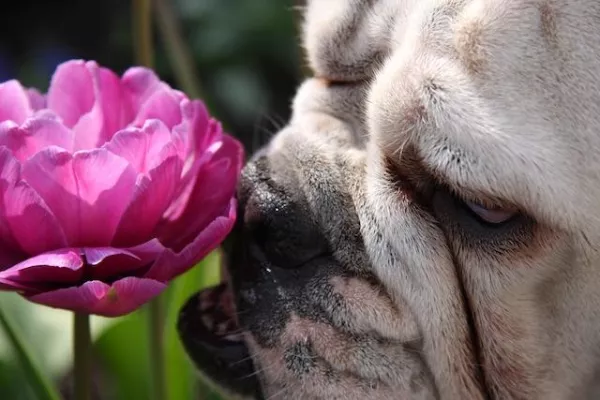 Bild: Muttertag 2010 in Berlin