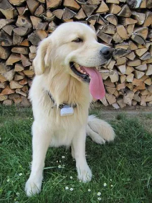 Bild: Oh Schreck der Hund ist weg