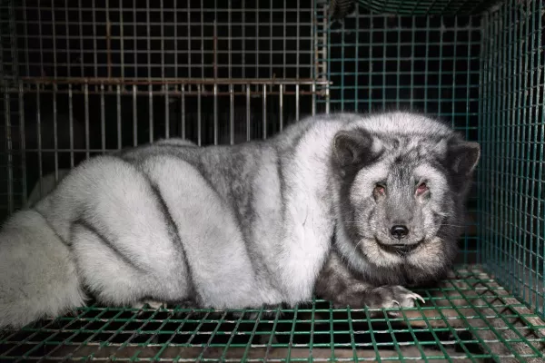 Bild: So sehr leiden finnische "Monsterfüchse" für den deutschen Modemarkt