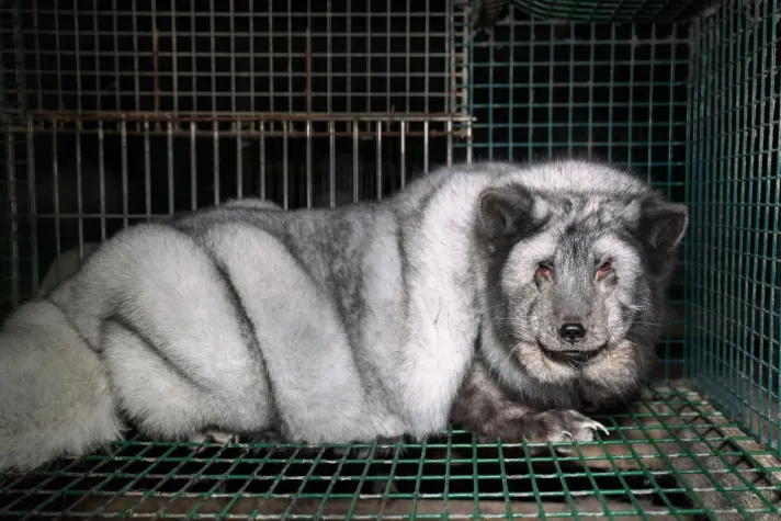 Bild: So sehr leiden finnische "Monsterfüchse" für den deutschen Modemarkt