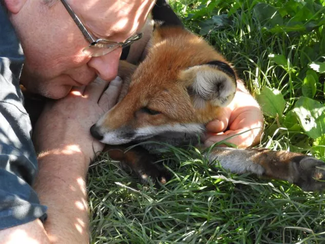 Bild: Freya, ein Fuchs erobert die Welt