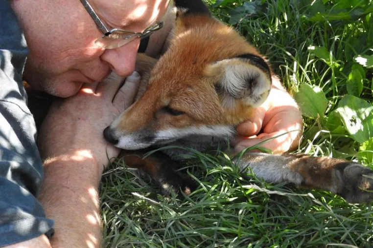 Bild: Freya, ein Fuchs erobert die Welt
