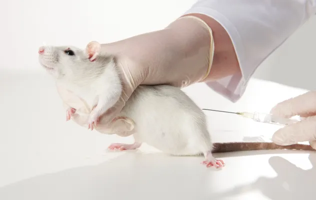 Tierversuchszahlen 2024 veröffentlicht: über 3 Millionen Tiere in Tierversuchen verwendet Bild: Tierversuchszahlen 2024 veröffentlicht: über 3 Millionen Tiere in Tierversuchen verwendet