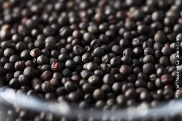 Bild: Innovatives Verfahren zur Aufbereitung von Raps