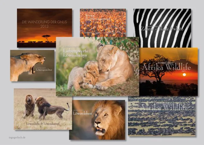 Bild: Kalender: Wildlife in Afrika – Löwenbabys und Löwenkampf