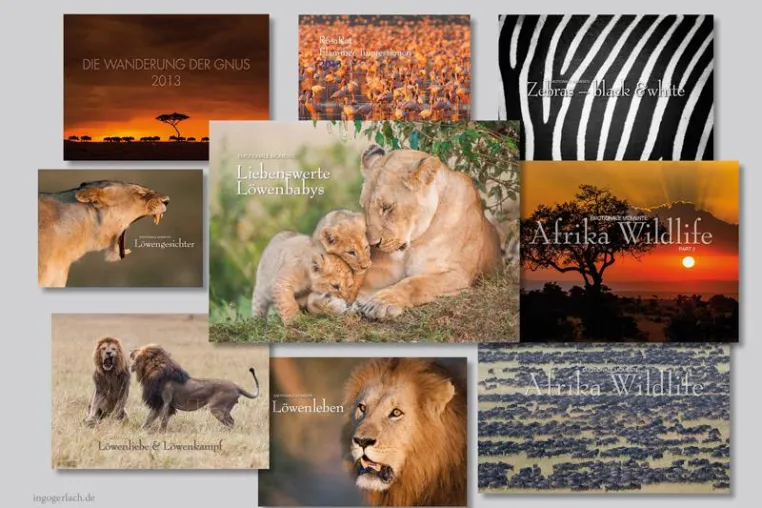 Bild: Kalender: Wildlife in Afrika – Löwenbabys und Löwenkampf