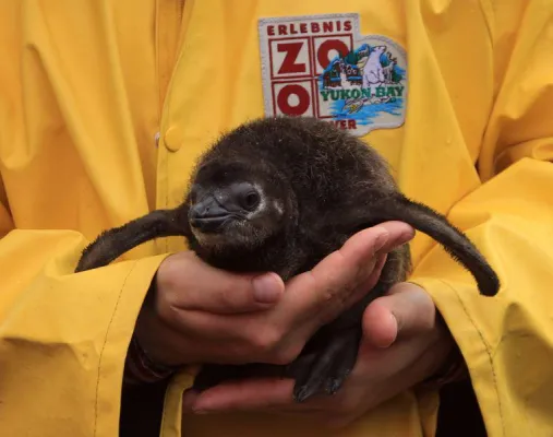 Bild: Baby an Bord im Erlebnis-Zoo Hannover