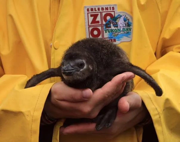 Bild: Baby an Bord im Erlebnis-Zoo Hannover