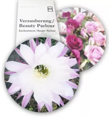 Sinnliches Dufterlebnis von Su Skanta "Verzauberung / Beauty Parlour" / Humbold Lab Dahlem Museum Berlin Bild: Sinnliches Dufterlebnis von Su Skanta "Verzauberung / Beauty Parlour" / Humbold Lab Dahlem Museum Berlin