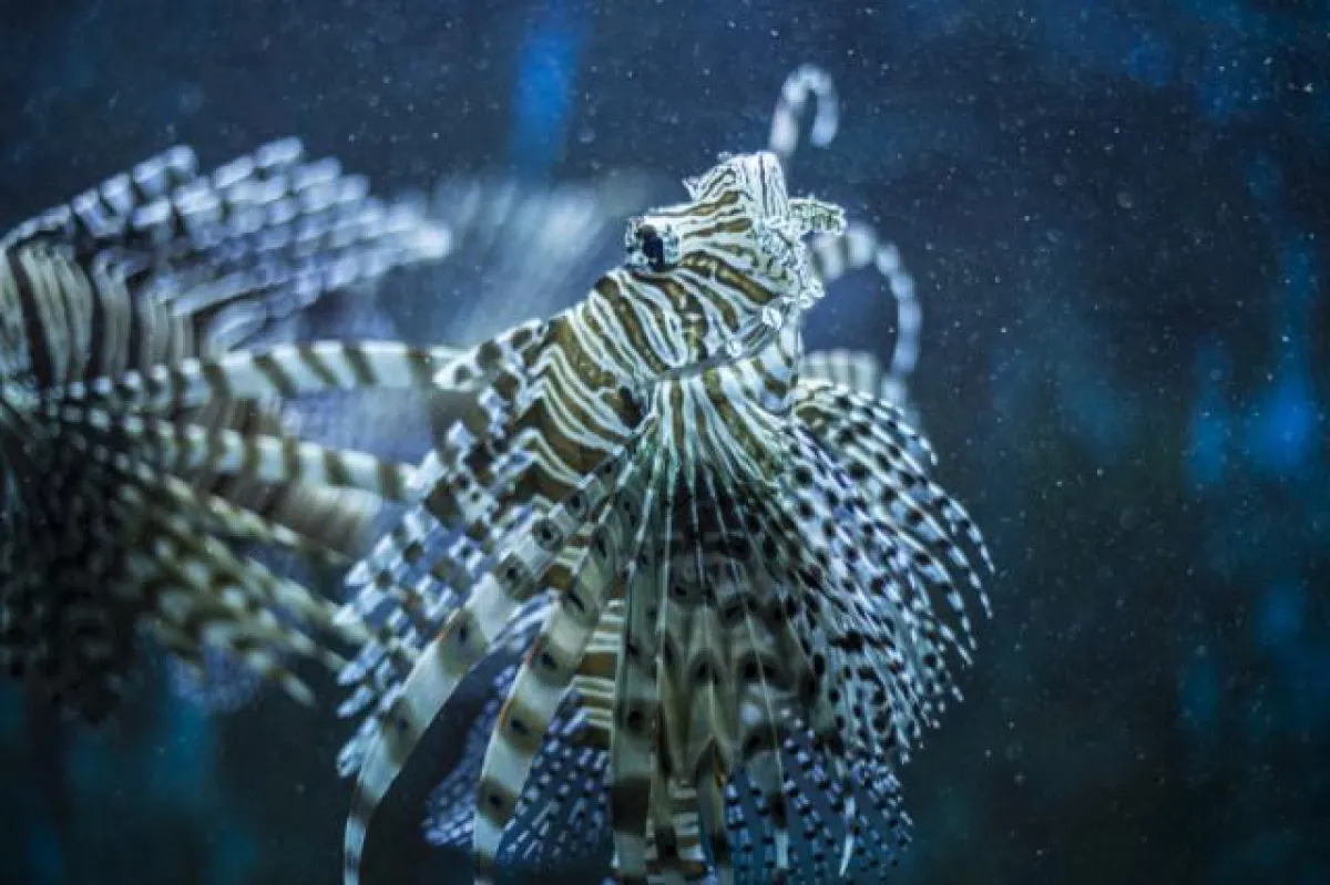 Aquarium CNTB