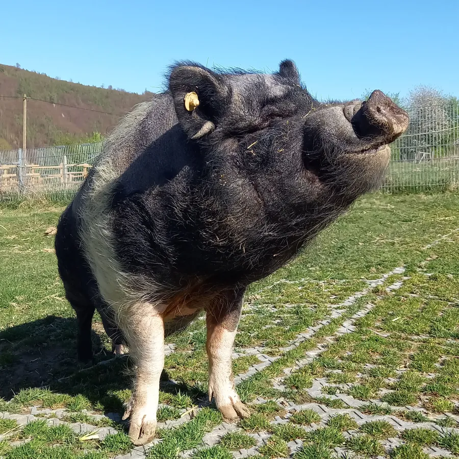 Rudi aus dem Tierhafen ist eins der zahlreichen Patentiere des bmt e.V. (© bmt e.V.)